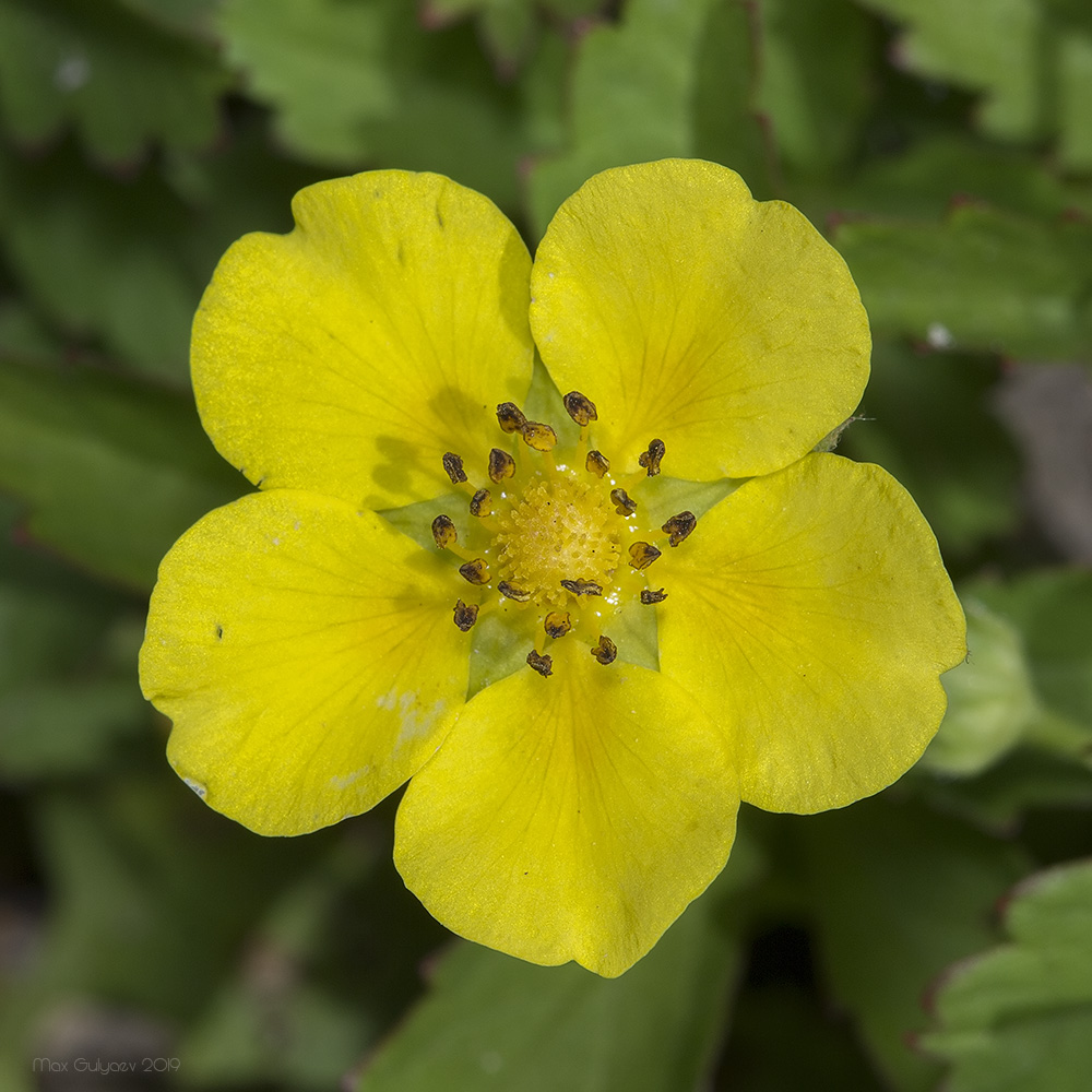 Image of Potentilla reptans specimen.