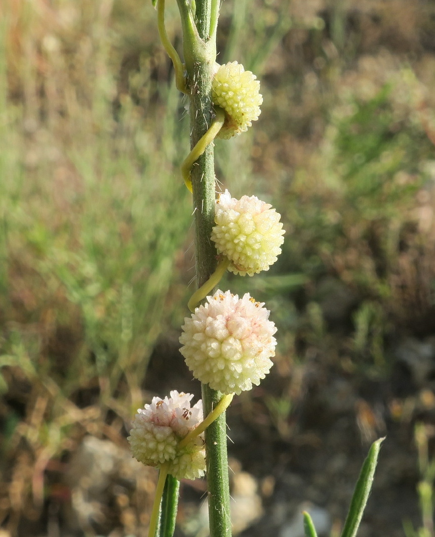 Image of Cuscuta epithymum specimen.