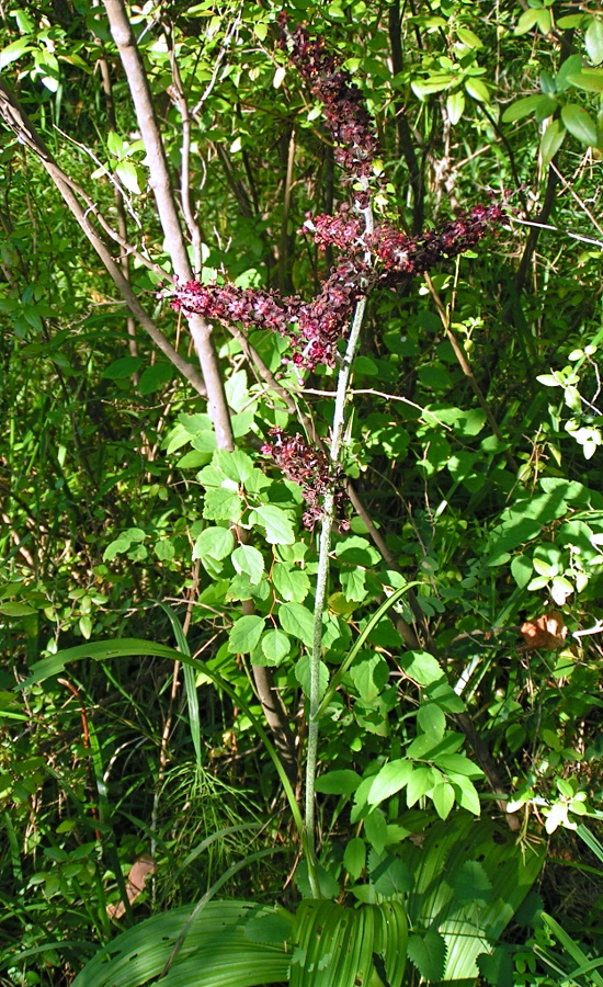 Изображение особи Veratrum nigrum.