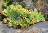 Sempervivum tectorum