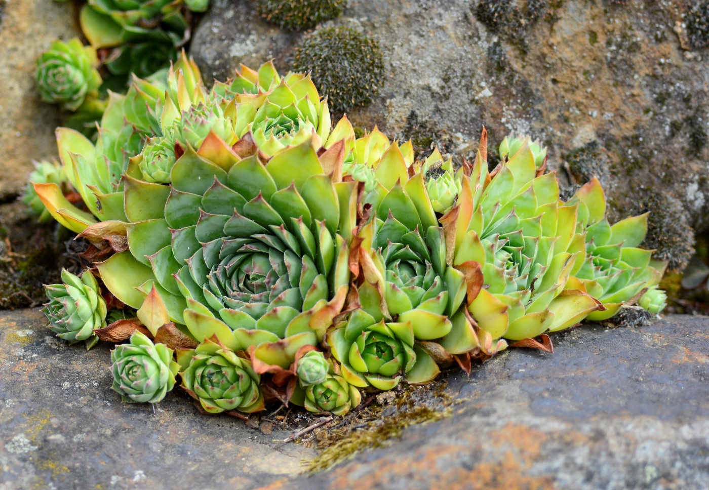 Изображение особи Sempervivum tectorum.