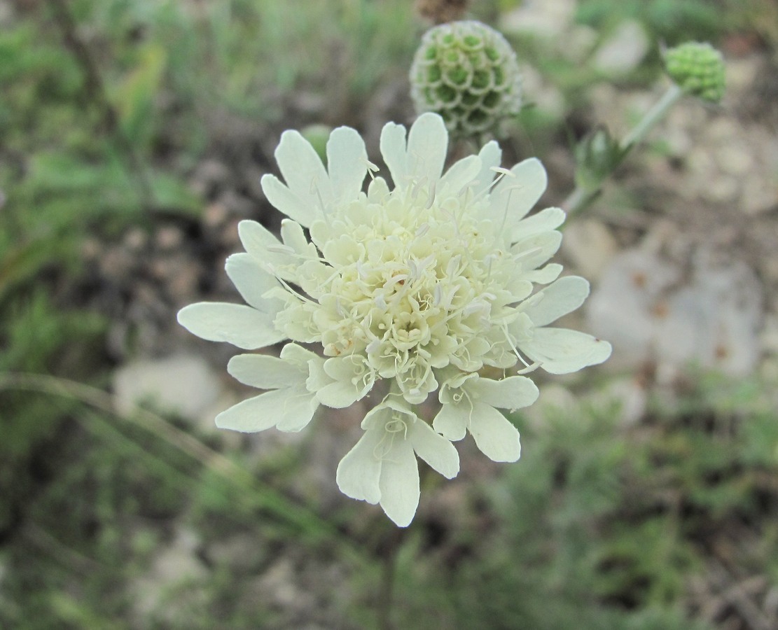 Image of Scabiosa bipinnata specimen.