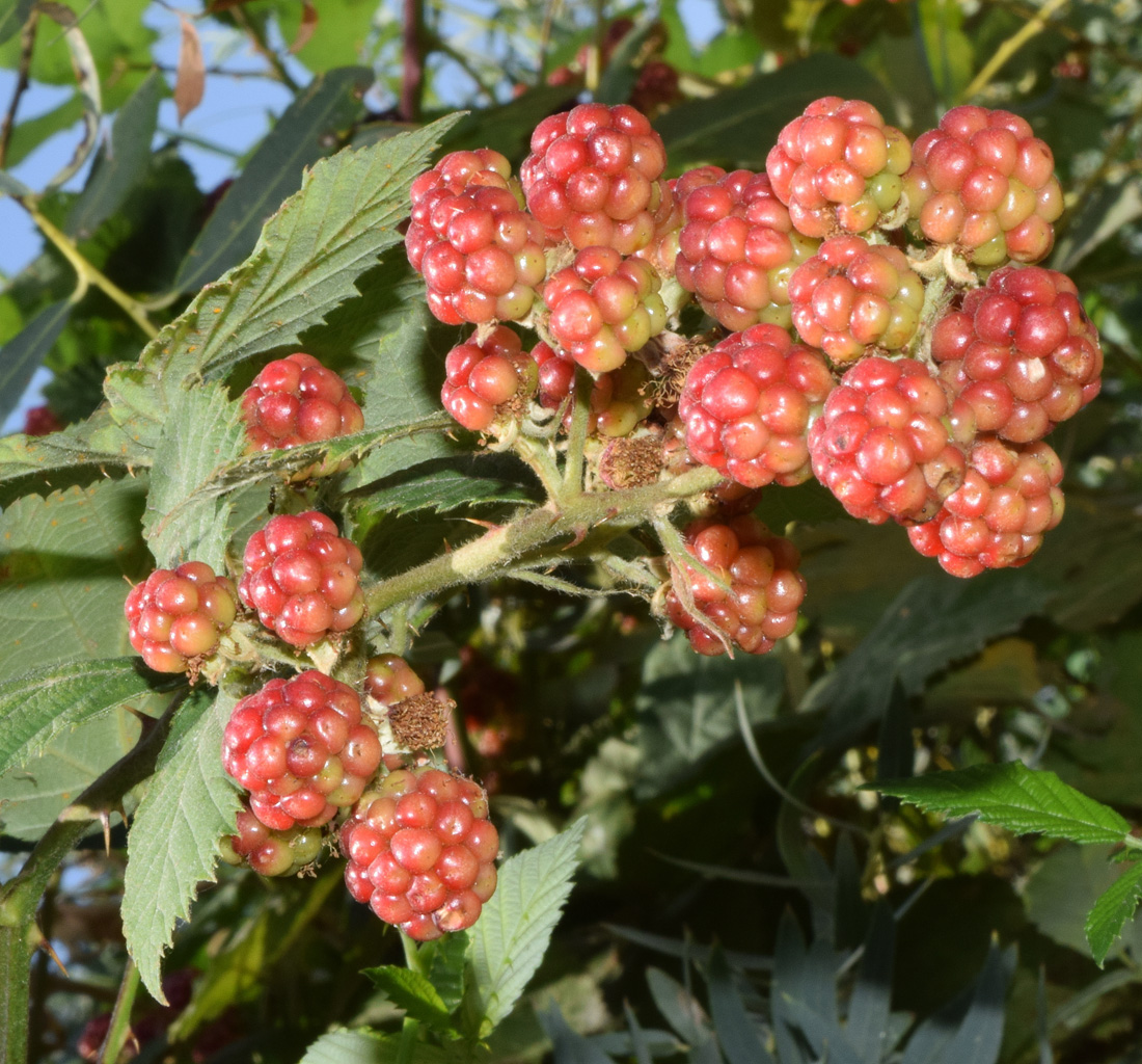 Изображение особи род Rubus.