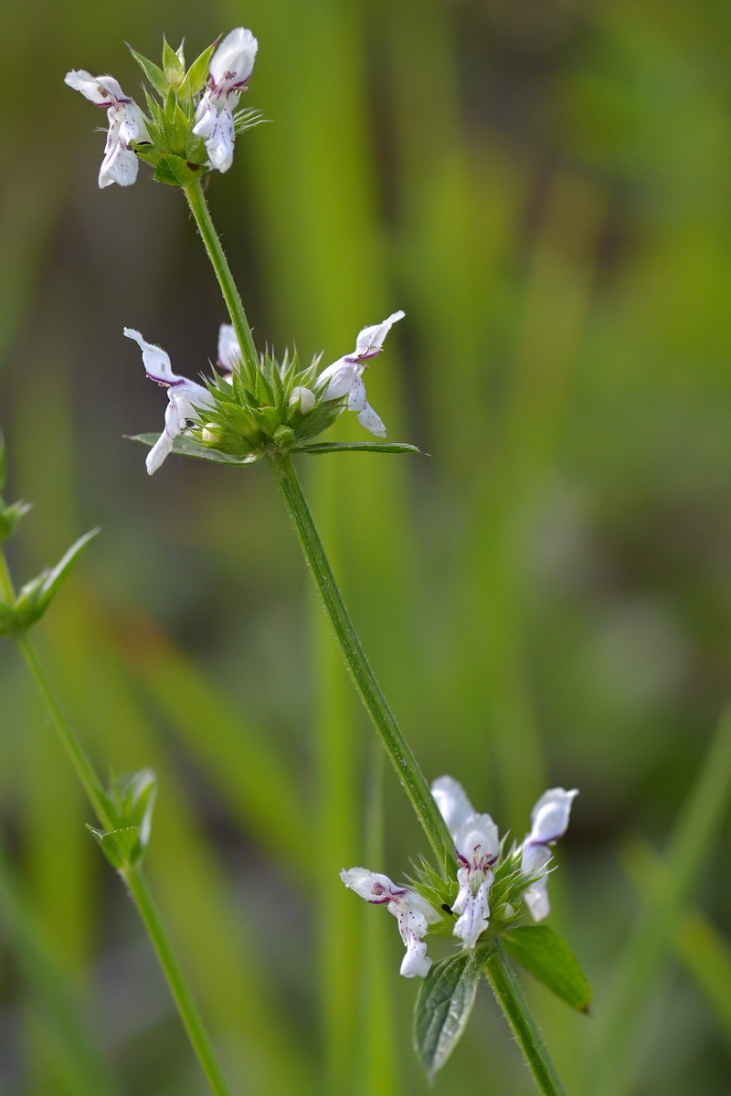 Изображение особи Stachys atherocalyx.