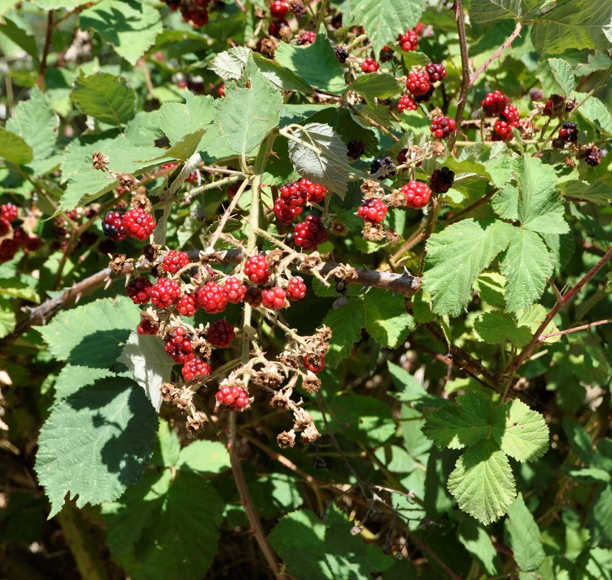 Image of Rubus discolor specimen.