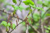 Ribes biebersteinii. Часть ветви с соцветиями и сидящей мухой. Краснодарский край, Мостовский р-н, окр. пос. Кировский, вост. склон хр. Малый Бамбак, лев. борт долины р. Малая Лаба, лев. берег р. Кутан, ≈1500 м н.у.м., буковый лес. 19.05.2019.