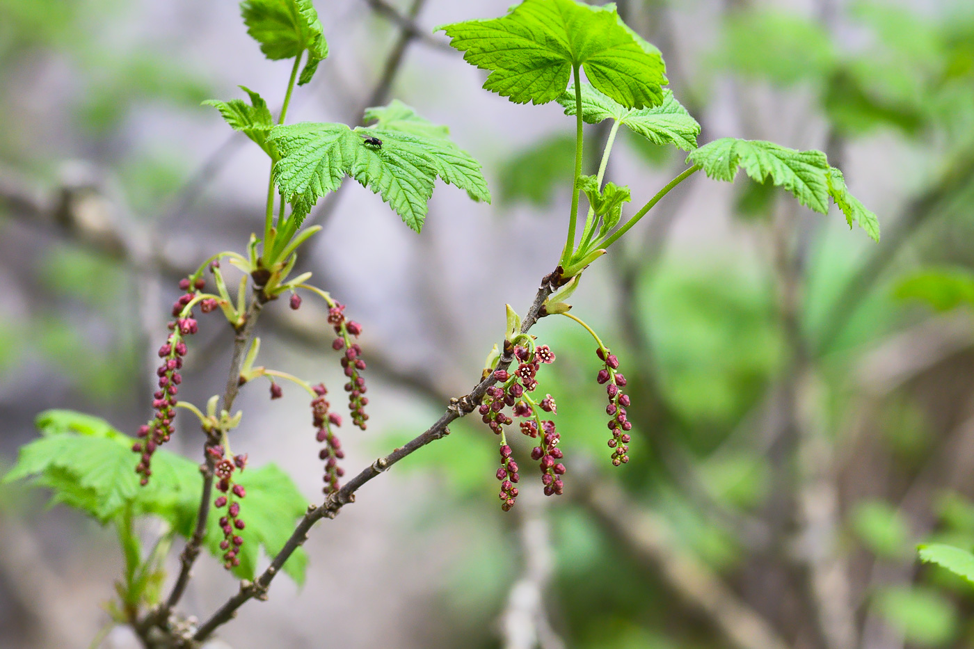 Image of Ribes biebersteinii specimen.