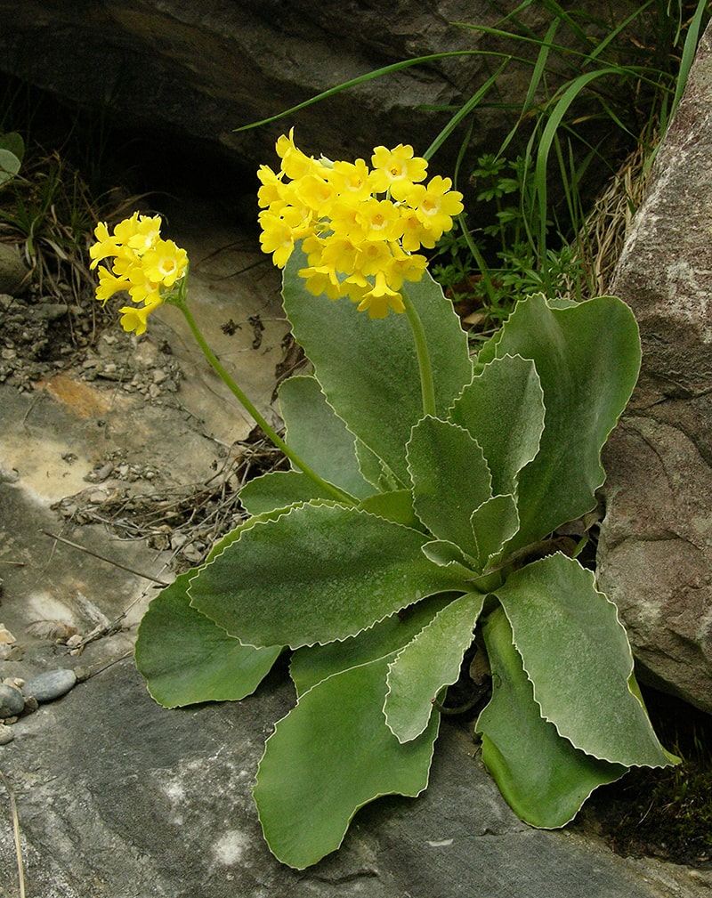Image of Primula auricula specimen.