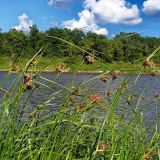 Bolboschoenus maritimus. Верхушки стеблей с соцветиями. Чувашия, окрестности г. Шумерля, берег р. Сура, пески за понтонным мостом. 14 июля 2008 г.