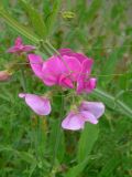 Lathyrus latifolius