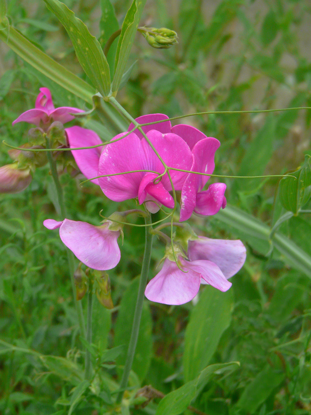 Изображение особи Lathyrus latifolius.