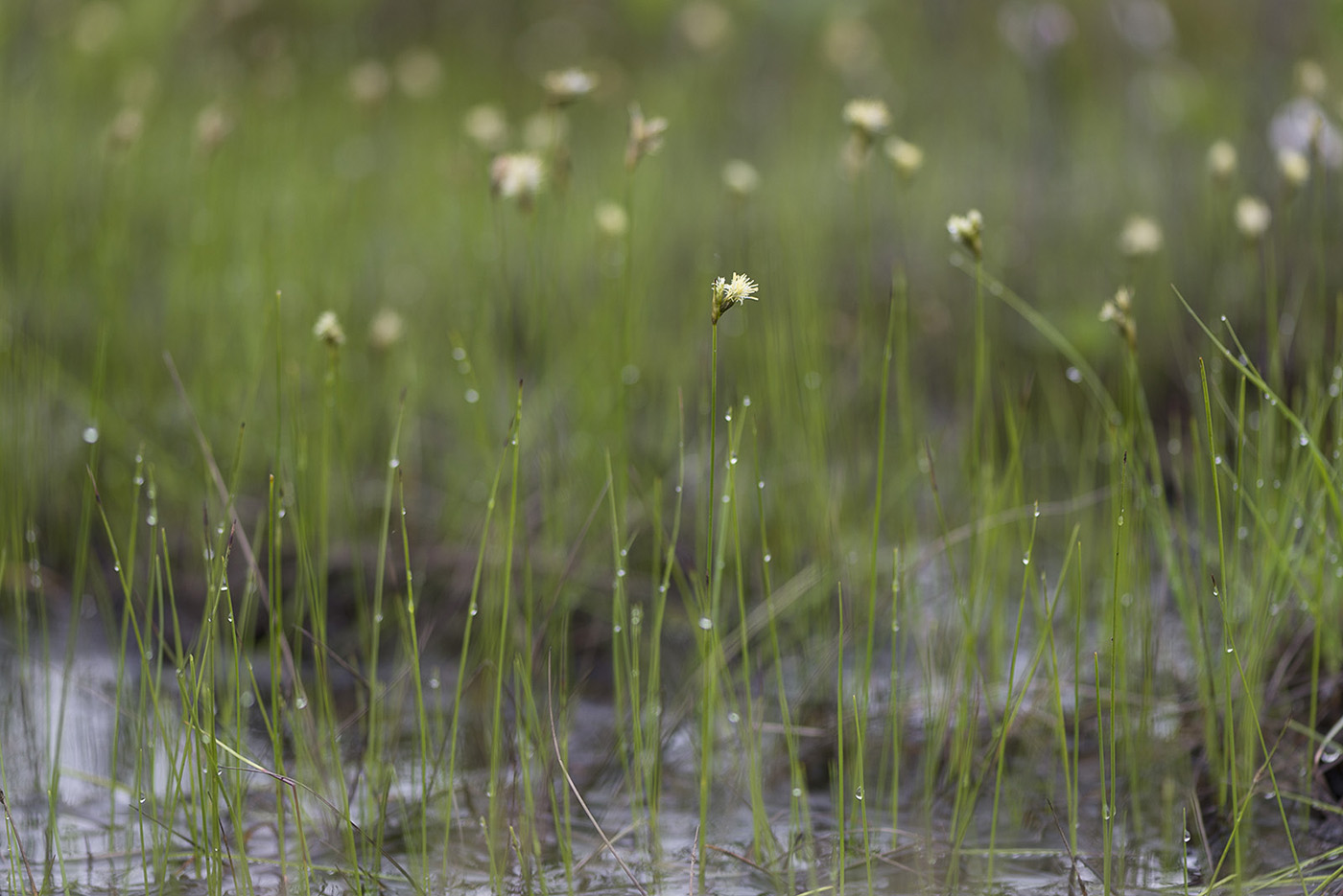 Изображение особи Eriophorum gracile.