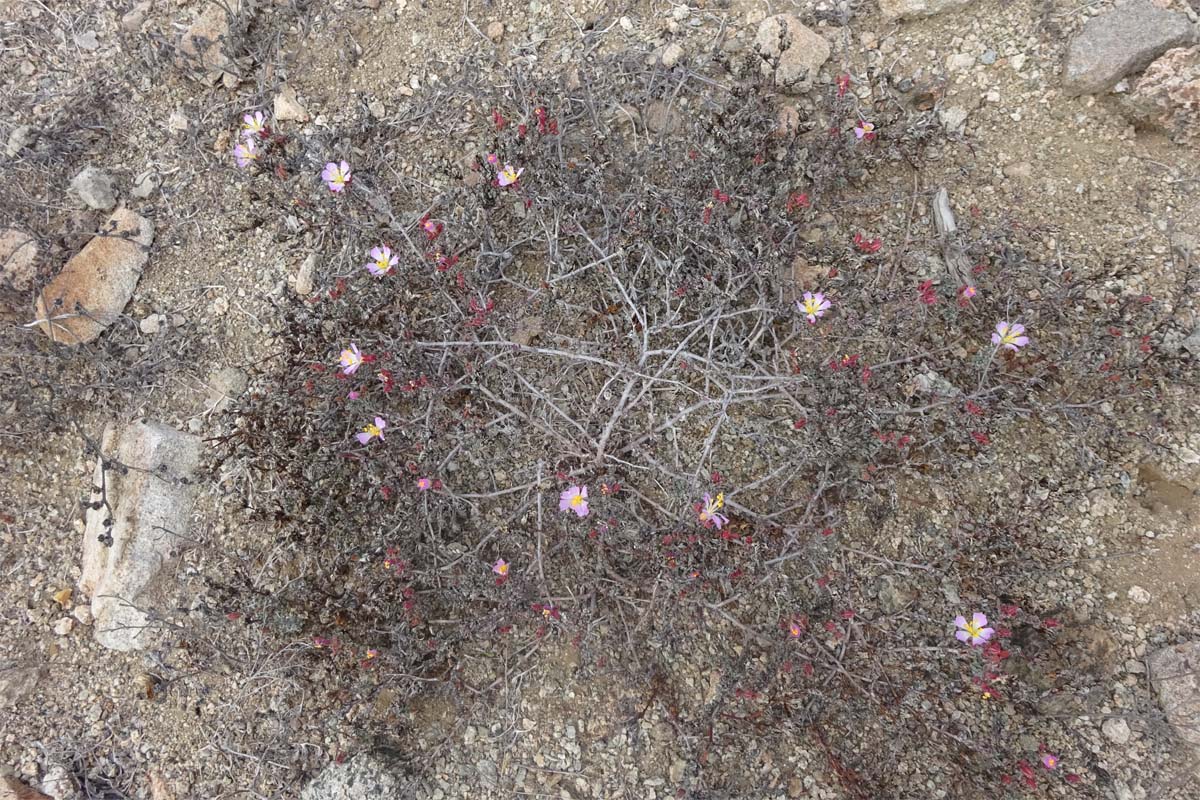 Изображение особи Frankenia chilensis.
