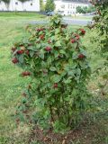 Cotoneaster