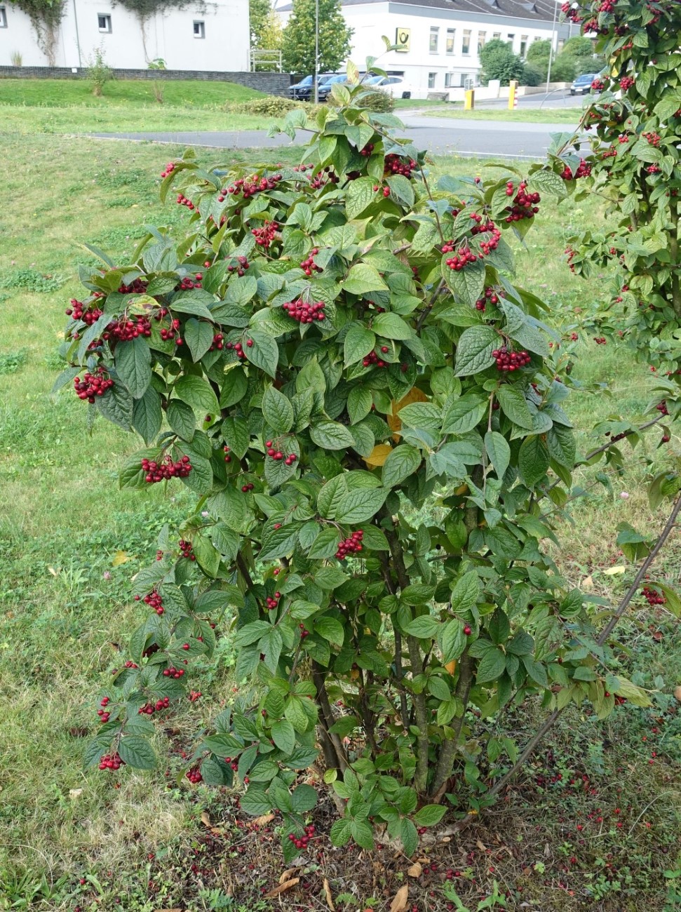 Изображение особи род Cotoneaster.