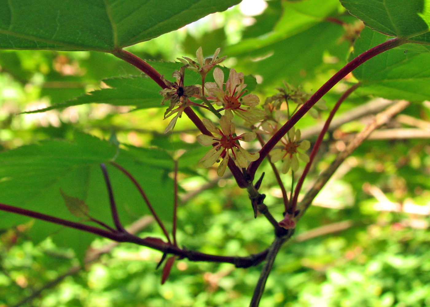 Image of Acer komarovii specimen.