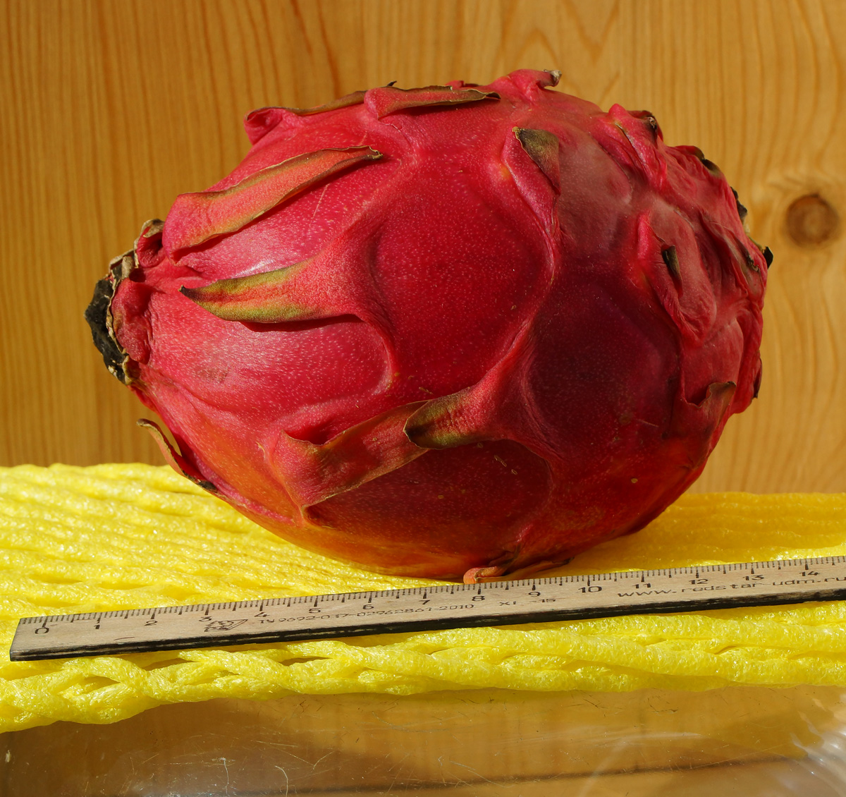 Image of Hylocereus costaricensis specimen.