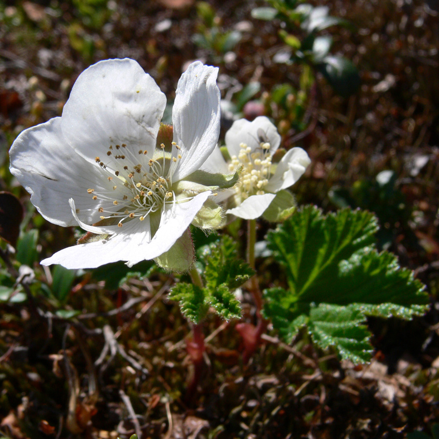 Изображение особи Rubus chamaemorus.