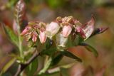 Vaccinium corymbosum