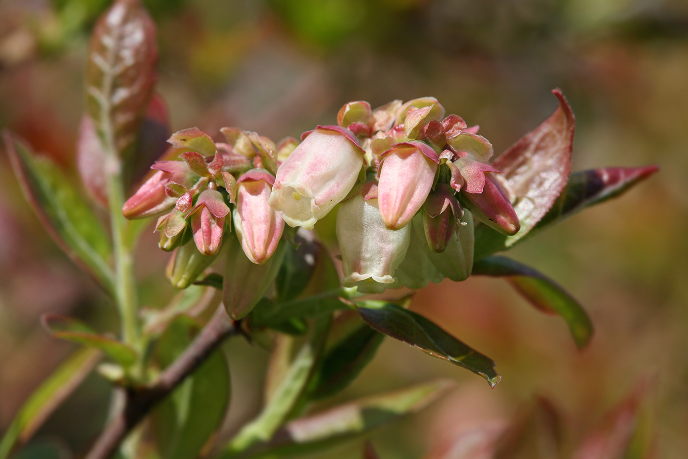 Image of Vaccinium corymbosum specimen.