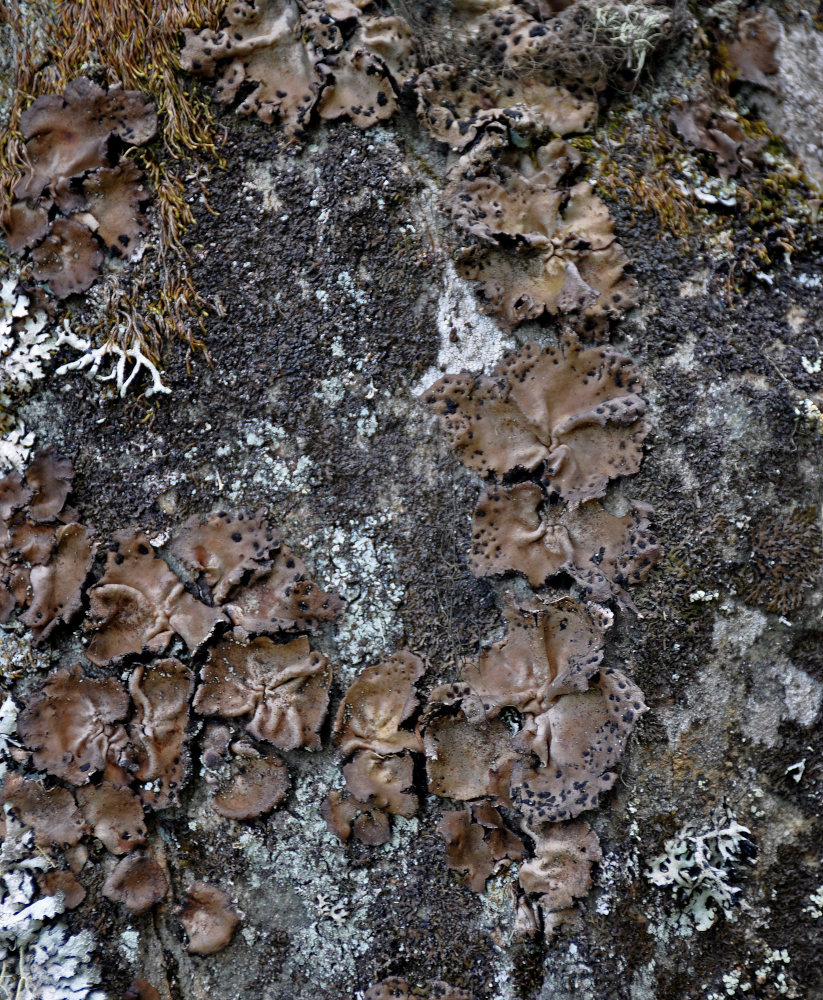 Изображение особи семейство Umbilicariaceae.