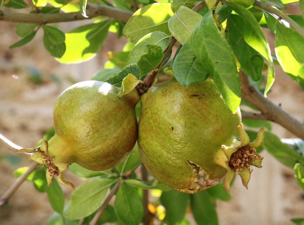 Image of Punica granatum specimen.