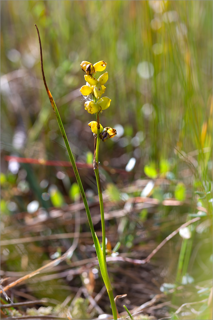 Image of Scheuchzeria palustris specimen.
