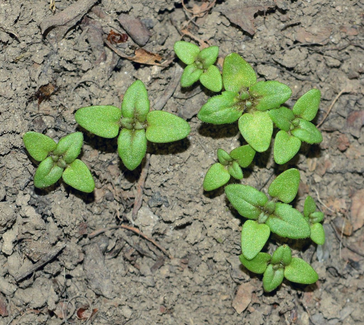 Image of Veronica argute-serrata specimen.