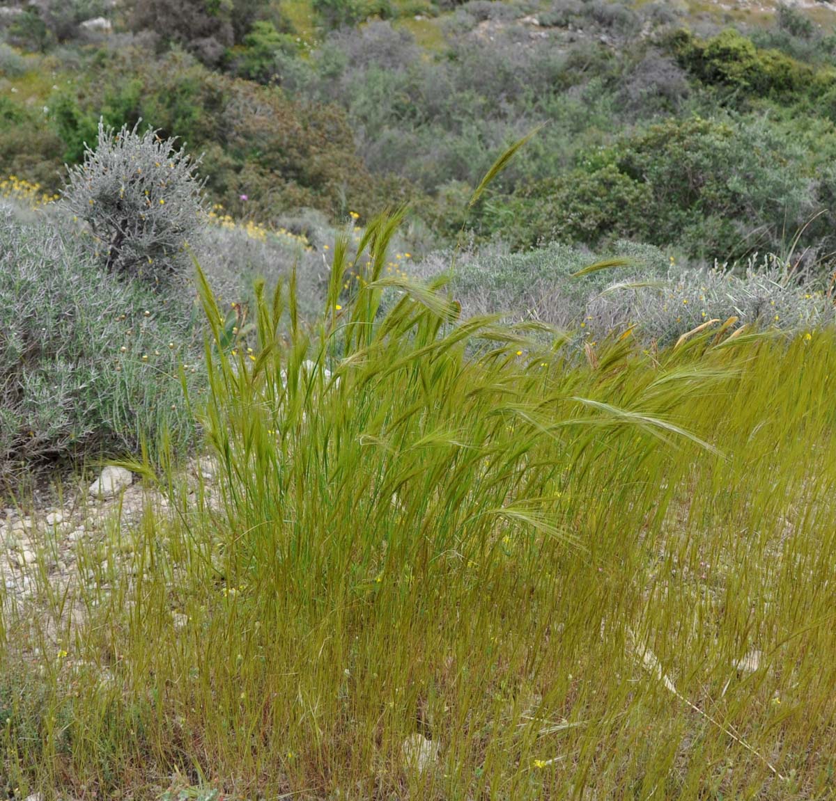 Изображение особи Stipellula capensis.