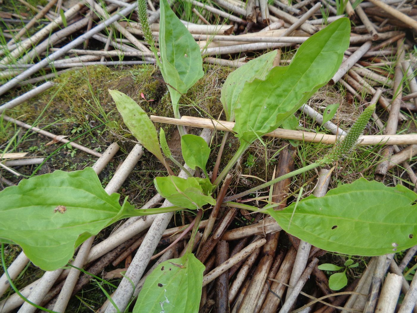 Изображение особи Plantago uliginosa.