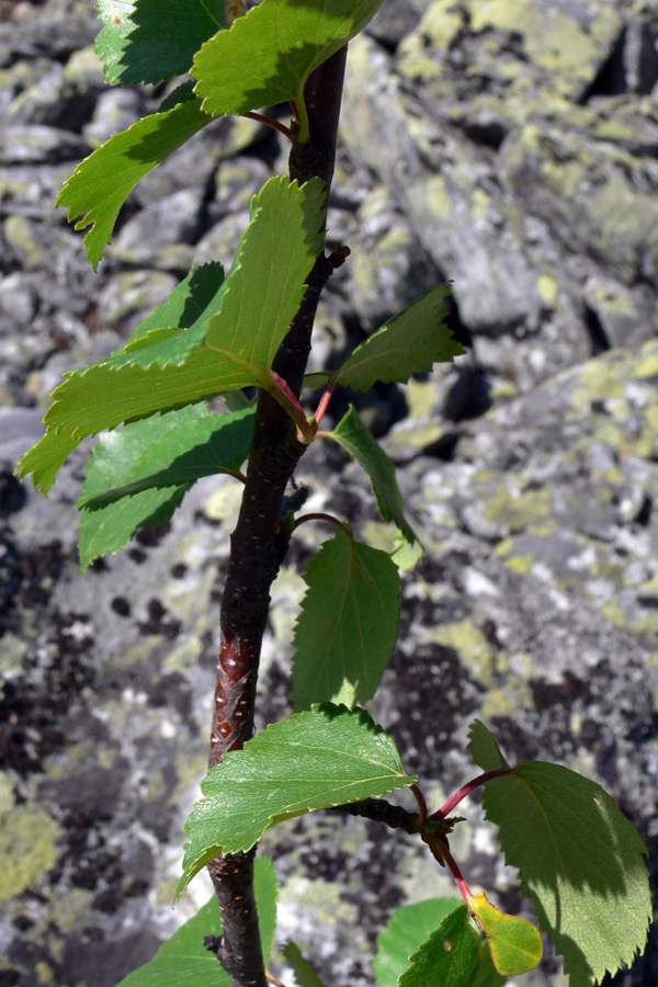 Image of Betula czerepanovii specimen.