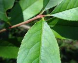 Persica vulgaris var. nectarina