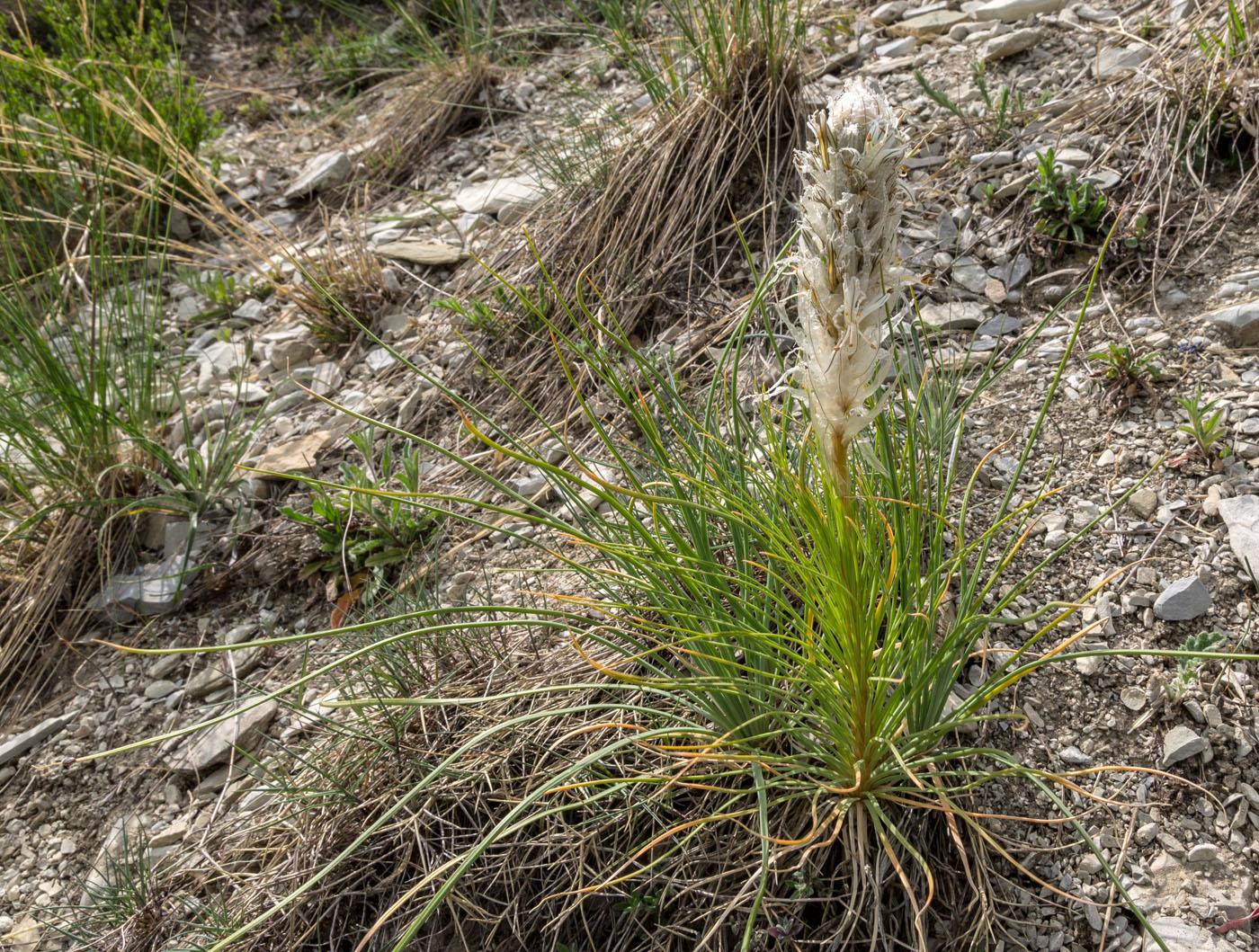 Изображение особи Asphodeline taurica.