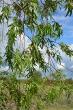 Salix acutifolia