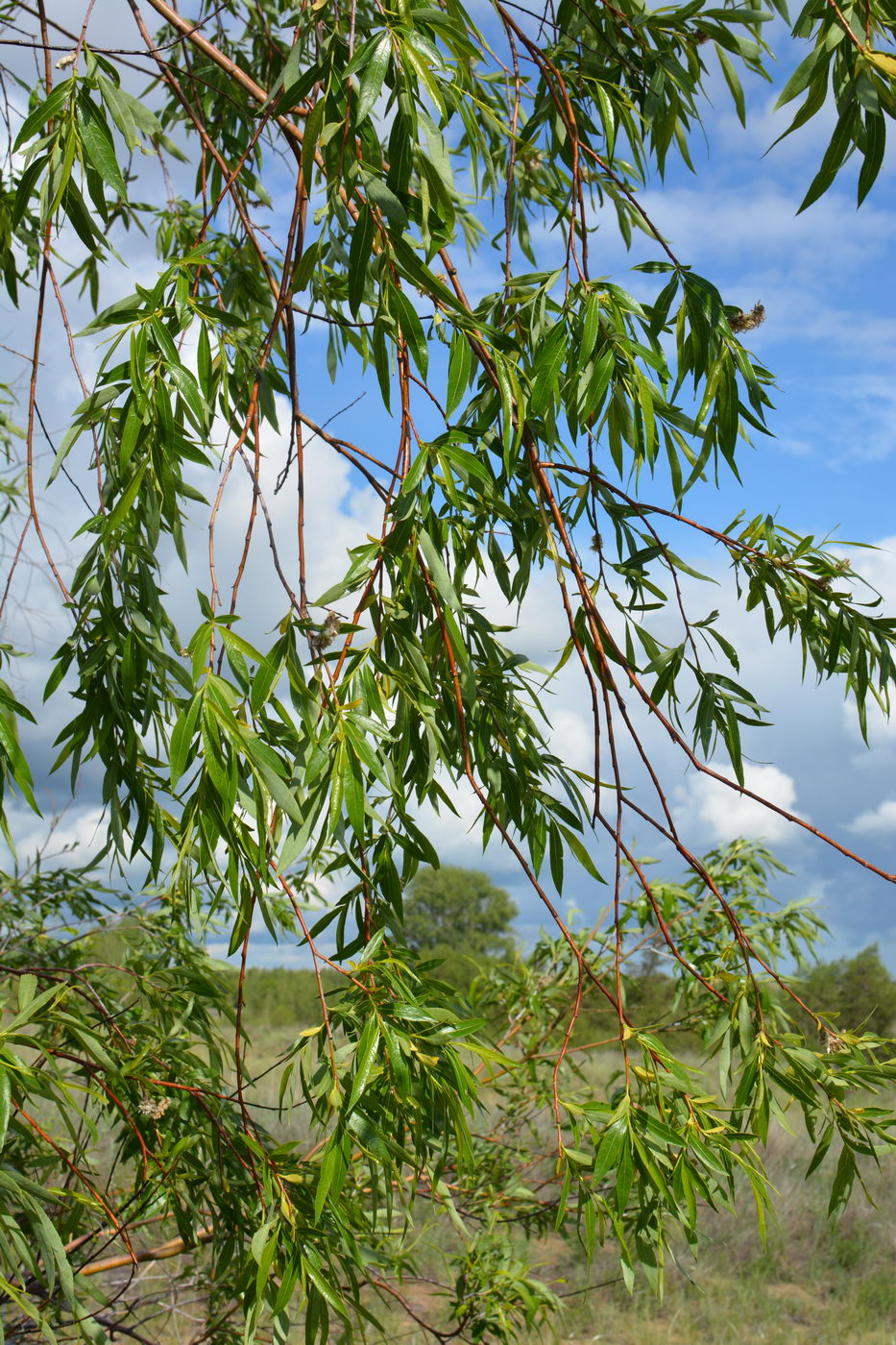 Image of Salix acutifolia specimen.