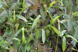 Nepenthes reinwardtiana