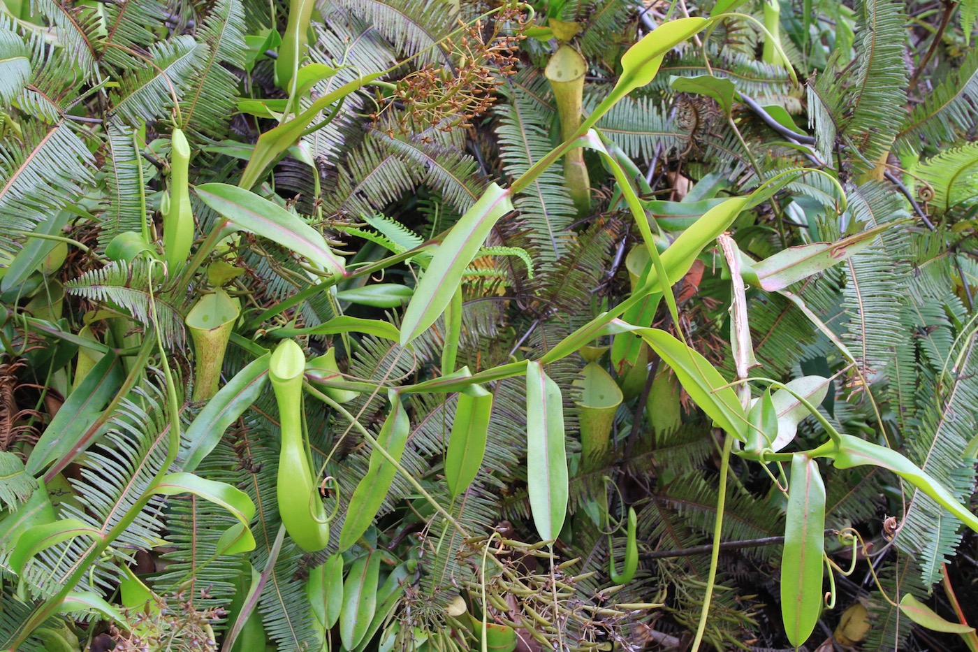 Изображение особи Nepenthes reinwardtiana.