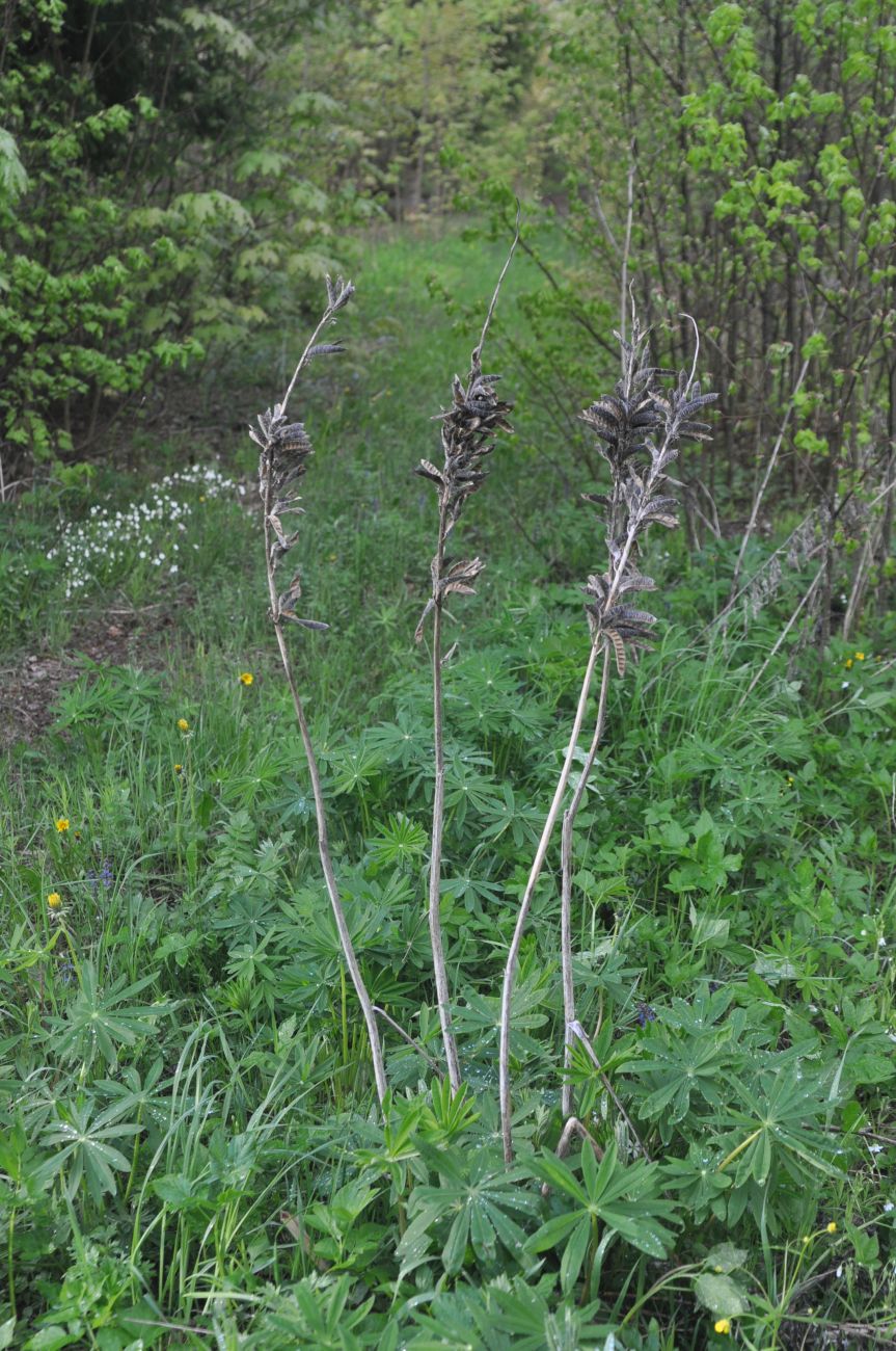 Изображение особи Lupinus polyphyllus.