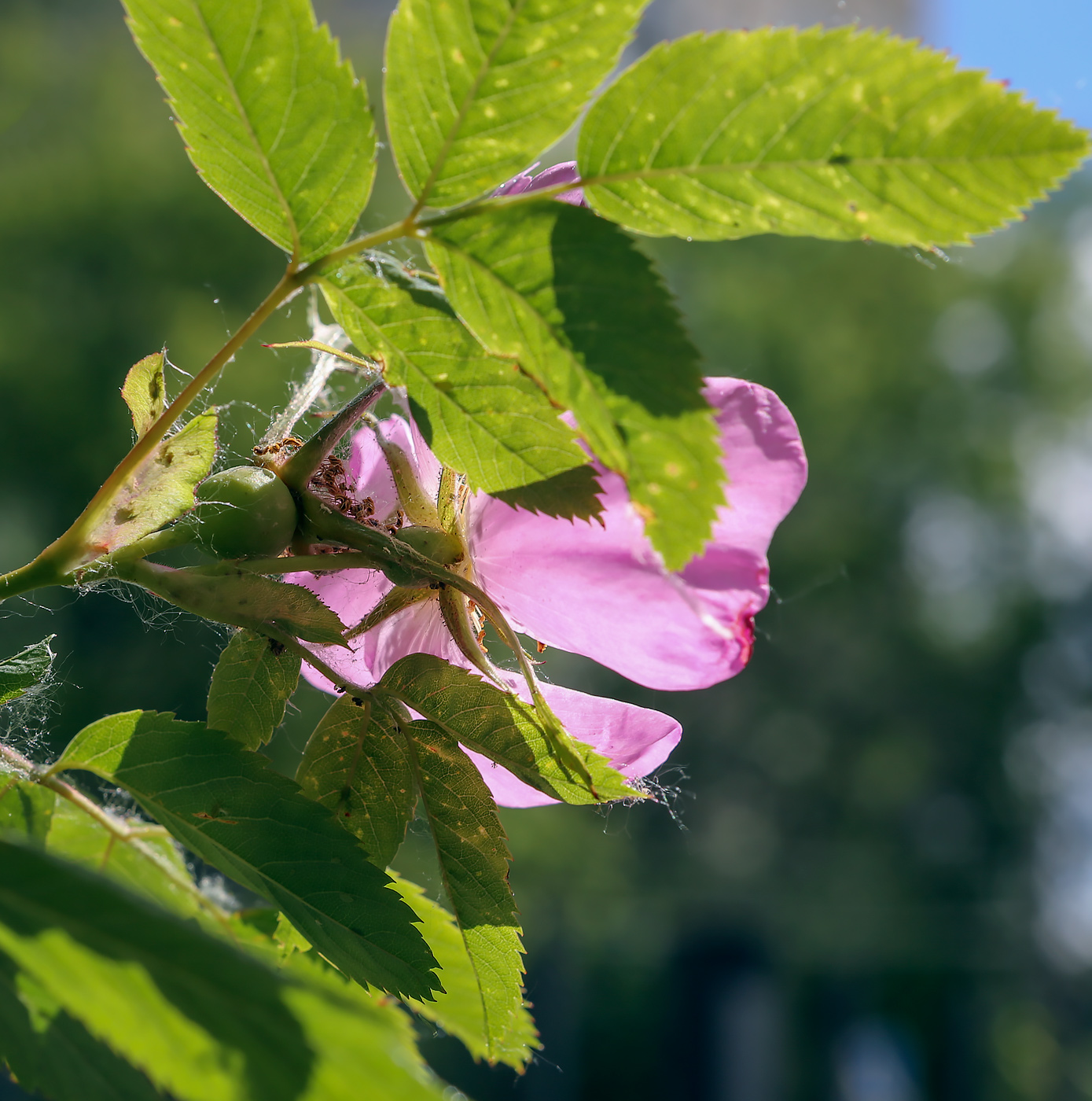 Изображение особи род Rosa.