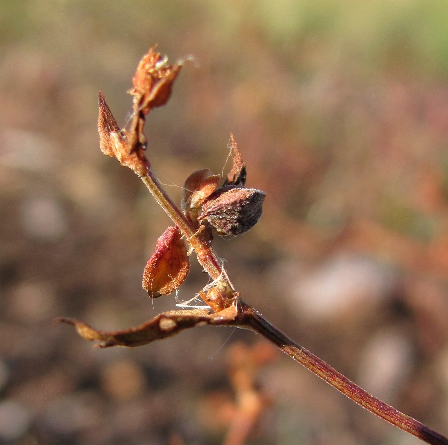 Image of Fallopia convolvulus specimen.