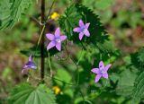 Campanula patula