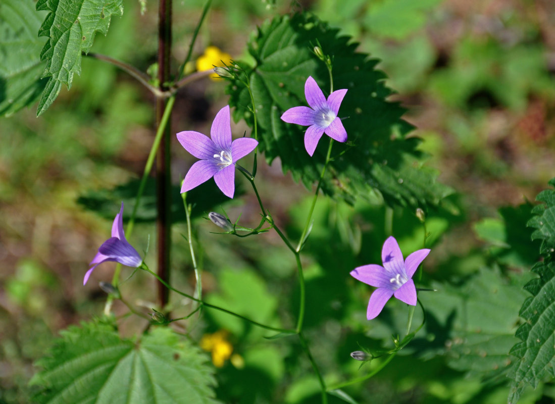 Изображение особи Campanula patula.