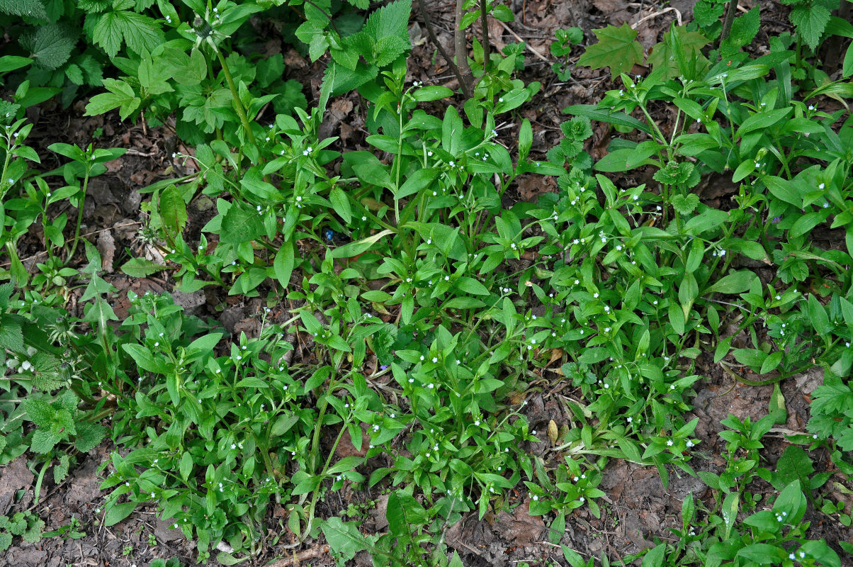 Image of Myosotis sparsiflora specimen.