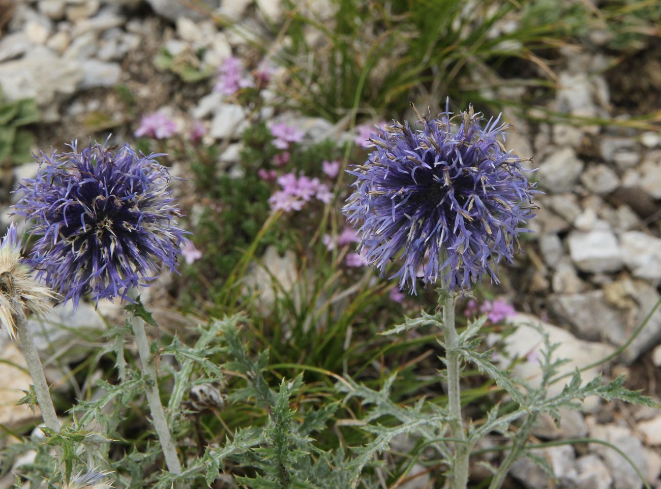 Image of Echinops ruthenicus specimen.