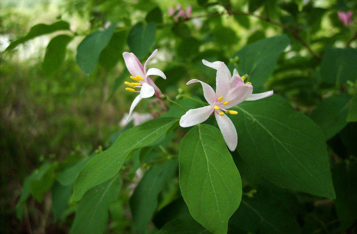 Image of Lonicera tatarica specimen.