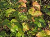Rubus saxatilis