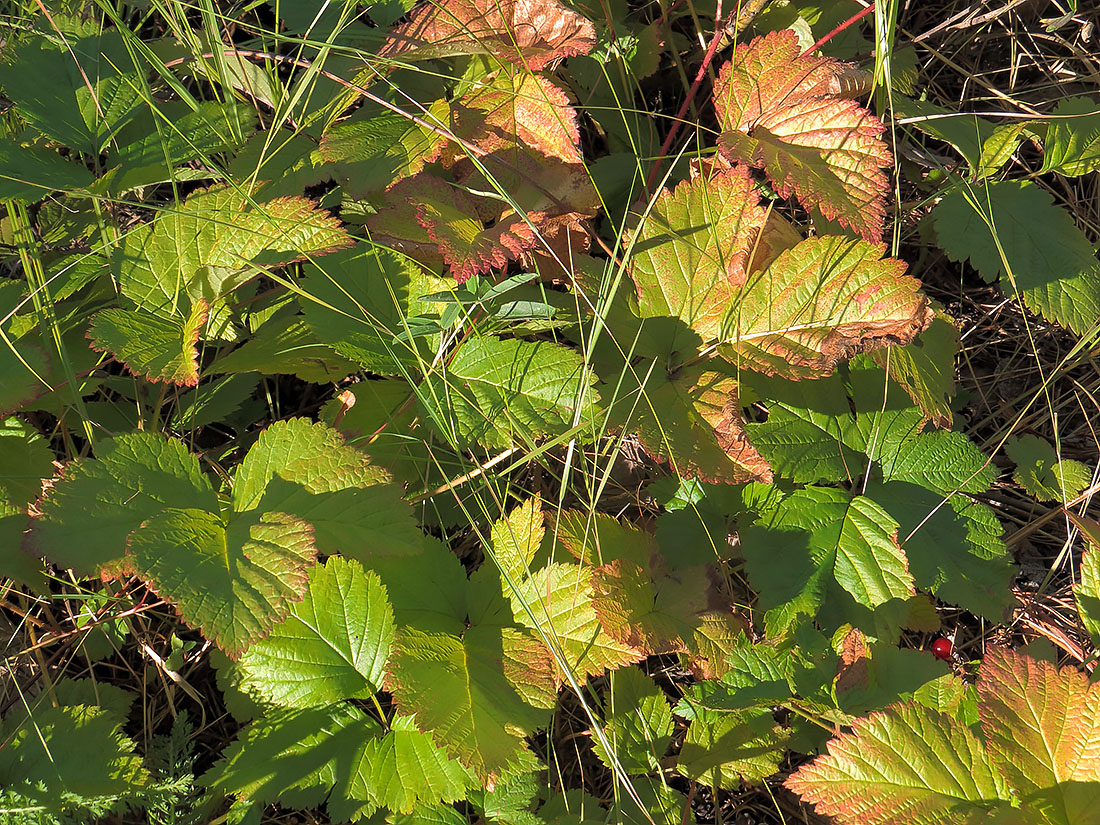 Изображение особи Rubus saxatilis.