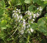 genus Euphrasia