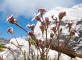 Silene dianthoides. Верхушка цветущего растения. Адыгея, Кавказский биосферный заповедник, северо-восточный склон горы Оштен, ≈ 2400 м н.у.м., альпийский луг. 18.07.2015.