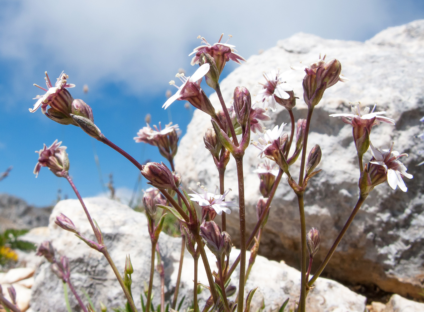 Изображение особи Silene dianthoides.